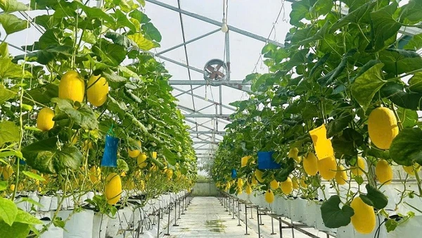 Từ mảnh đất cằn cỗi trở thành nhà lưới lúc lỉu quả ngọt, sạch, chất lượng.