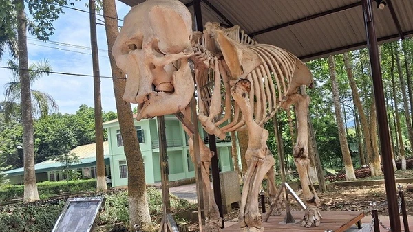 Bộ xương voi cái (60 tuổi) được trưng bày tại khuôn viên văn phòng Vườn quốc gia Pù Mát.