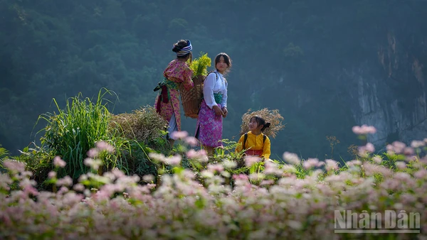 Miền đá nở hoa. (Ảnh: Vũ Linh) 