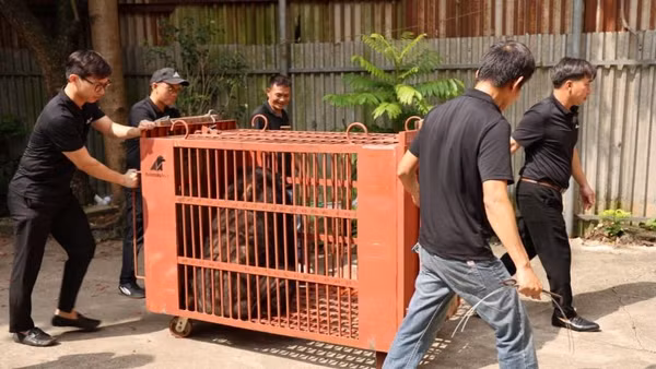 Đoàn cứu hộ di chuyển gấu về Trung tâm cứu hộ Gấu Việt Nam. (Ảnh: Ban tổ chức)