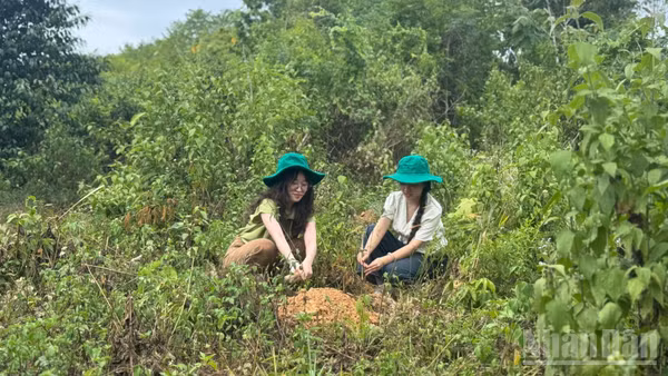 Cán bộ dự án tham gia trồng cây cùng bà con dân bản. 