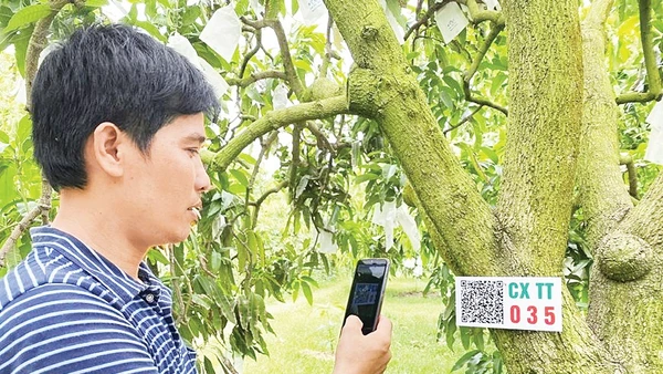 Cây ăn trái được số hóa và gắn mã QR, dữ liệu trở thành “phân bón” giúp nông sản miền Tây phát triển. Ảnh: Báo QĐND