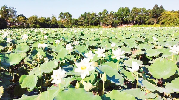 Sen trắng nở trên vùng hồ cổ xưa.