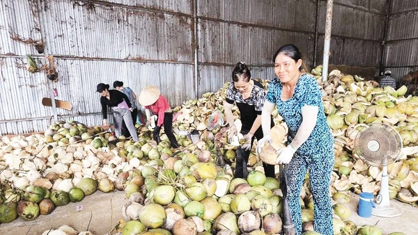 Dừa hữu cơ là một trong ba loại cây trồng chủ lực của tỉnh Vĩnh Long.