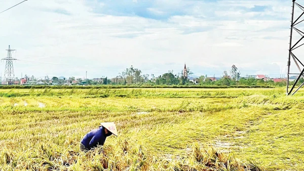 Người dân ở Nghệ An dựng lúa bị đổ ngã sau bão số 10. Ảnh: Phú Hương