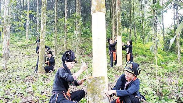 Cây quế được đồng bào ở Lào Cai xem như “vàng xanh”, giúp thoát nghèo. Ảnh: Thiên An