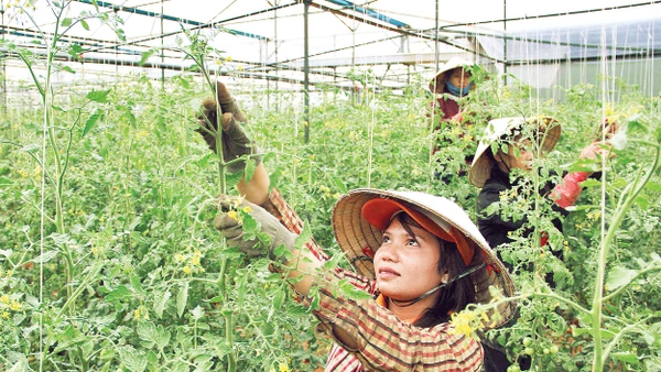 Đồng bào dân tộc Cơ Ho được hỗ trợ đầu tư sản xuất rau trong nhà kính.