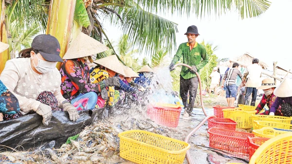 Nông dân xã Vĩnh Tuy thu hoạch tôm càng xanh.