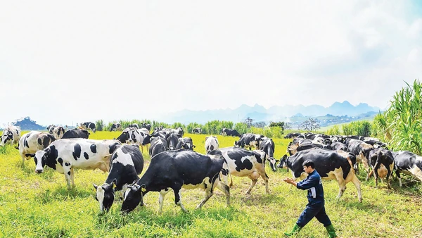 Công nhân Mộc Châu Milk chăm sóc đàn bò sữa. Ảnh: Thành Đạt