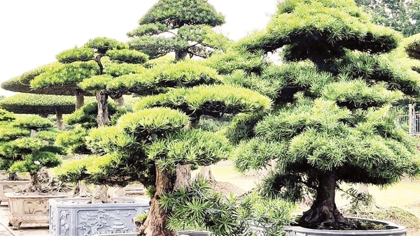 Cây cảnh Vị Khê được liệt vào hạng “kỳ hoa dị thảo”, có giá trị không chỉ về tiền bạc mà còn như những tác phẩm nghệ thuật có một không hai.