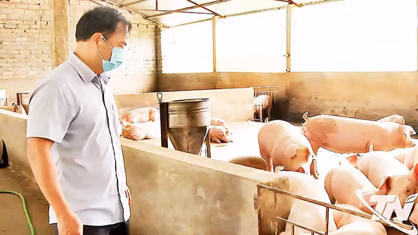 Cán bộ kiểm tra tại một cơ sở chăn nuôi bị ảnh hưởng do mưa lũ. (Ảnh BÁ HOÀNG)