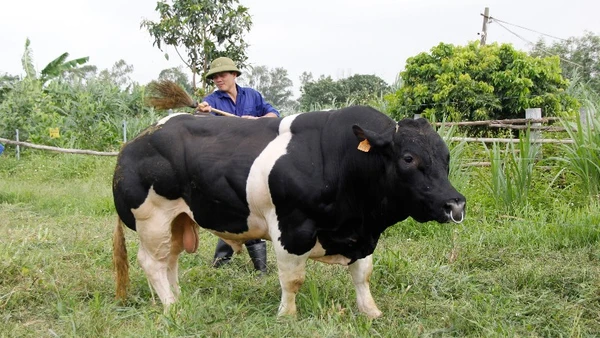 Dự án “Ứng dụng kết quả lai tạo giống bò BBB trên nên đàn bò thịt lai Sind thành đàn bò lai F1 hướng thịt trên địa bàn thành phố Hà Nội”.