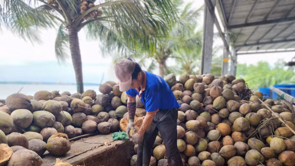 Khu sơ chế dừa của BEINCO.