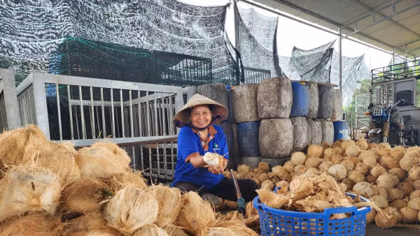Mặt bằng giá ổn định là nền tảng để ngành dừa xây chuỗi giá trị bền vững.