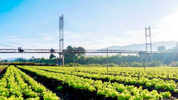 Dọc đôi bờ sông Đa Nhim đã hình thành vùng rau lớn nhất tỉnh Lâm Đồng.