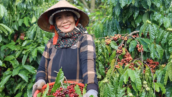 Tỷ lệ tham gia lực lượng lao động của phụ nữ tại Việt Nam thuộc hàng cao nhất thế giới. Nguồn ảnh: Đại sứ quán Australia tại Việt Nam