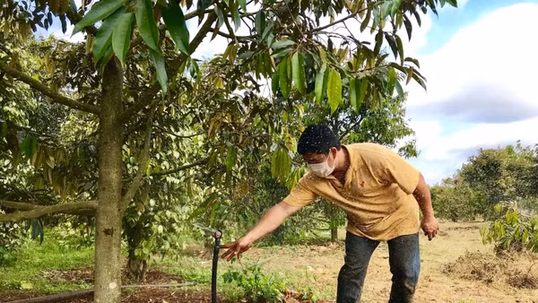 Mô hình tưới nước tiết kiệm ở xã Ea Hồ, huyện Krông Năng, tỉnh Đắk Lắk. Ảnh: Thư Anh