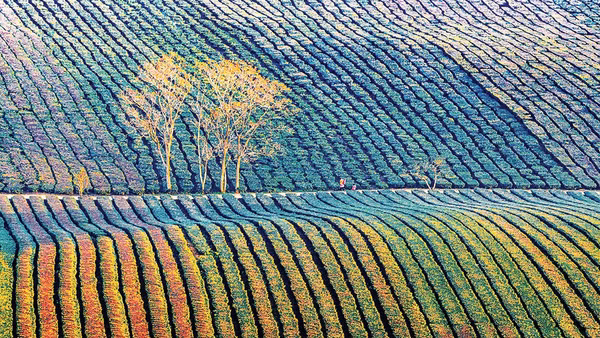 Đồi chè Mộc Châu. (Ảnh Huỳnh Văn Truyền)