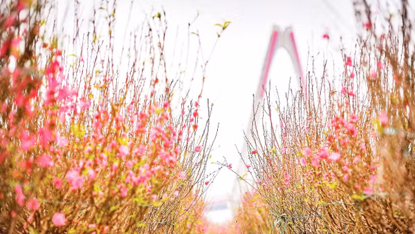 Thấy hoa đào Nhật Tân là thấy xuân rồi... (Ảnh Thành Đạt)