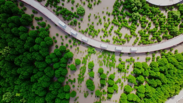 Con đường xuyên qua khu rừng phòng hộ Mũi Cà Mau vừa được tái sinh. (Ảnh NSNA Phương Bằng)