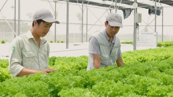 Năm 2025, kim ngạch xuất khẩu rau quả lần đầu tiên vượt mốc 8,5 tỷ USD, tăng gần 20% nhờ chiến lược chế biến sâu và mở cửa thị trường.