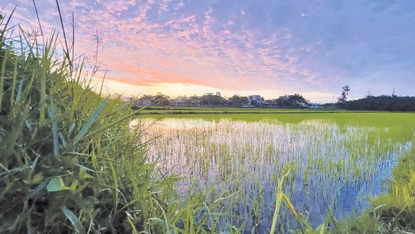 Ánh triêu dương rạng ngời, trên những lóng lánh sương mai. (Ảnh Mai Kỳ)
