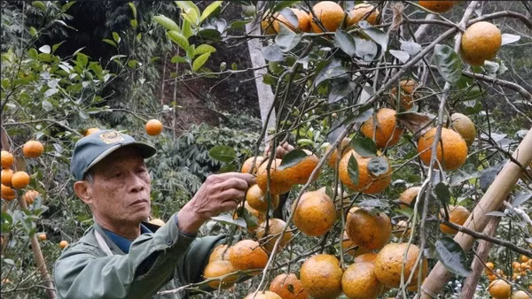 Nhiều loại cây trồng trên địa bàn tỉnh Thái Nguyên mang lại hiệu quả kinh tế cao, gúp người dân làm giàu. Ảnh: Ngọc Tú
