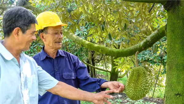 Chuyển dịch xanh đang mở ra cơ hội để nông sản Việt Nam tái định vị trên thị trường quốc tế. (Trong ảnh: Trồng sầu riêng cho năng suất cao ở xã Trường Long, TP Cần Thơ). (Ảnh Phương Bằng)