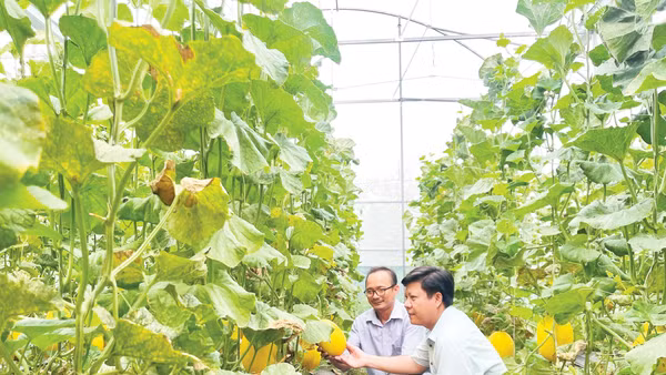 Mô hình trồng dưa lưới trong nhà màng tại Nha Bích. Ảnh: Thanh Tâm