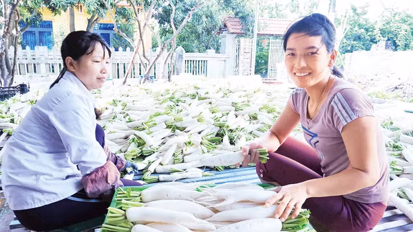 Thủ đô Hà Nội đang phát triển đa dạng các mô hình sản xuất rau an toàn. Ảnh: VĂN HỌC