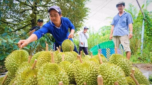 Nông sản Việt Nam còn nhiều dư địa xuất khẩu trong năm 2026. (Ảnh Phong Linh)