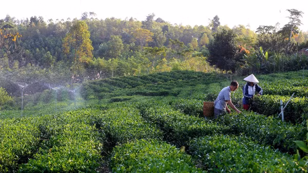 Cần thúc đẩy mô hình liên kết bốn nhà (Nhà nước-Viện nghiên cứu-Doanh nghiệp-Nông dân) theo chuỗi giá trị. (Ảnh Đạt Thành)