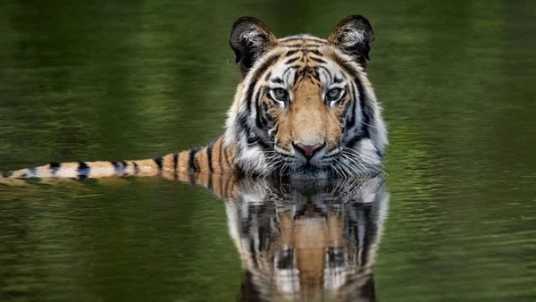 Loài hổ được cứu, Khu bảo tồn Periyar hồi sinh, và mức sống của cộng đồng Advasi được nâng lên.