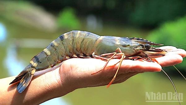 Tôm sú sinh thái ở miệt rừng ngập mặn Cà Mau.