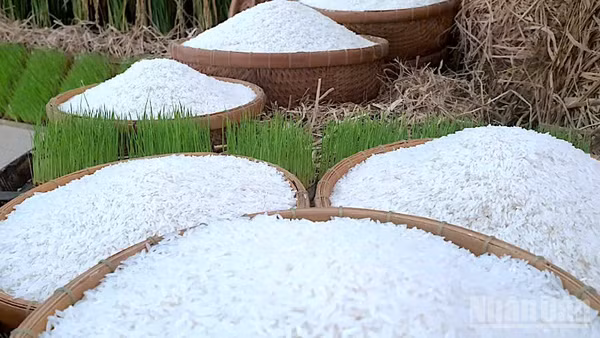 "Hạt ngọc" Cà Mau trưng bày tại cuộc thi gạo ngon vùng Đồng bằng sông Cửu Long lần thứ I năm 2026.