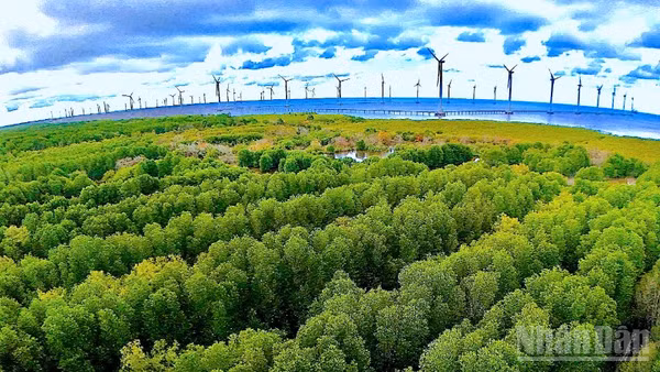 Khu vực ven biển thuộc phường Hiệp Thành (tỉnh Cà Mau) phát triển mạnh về điện gió. 