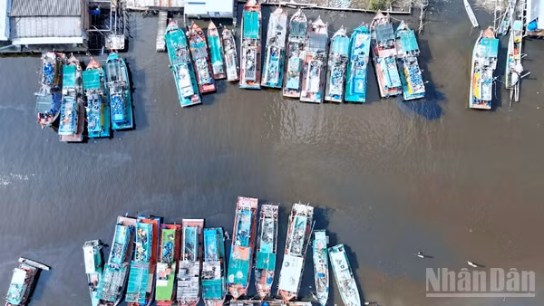 Đông đúc tàu cá neo đậu tại Kinh Hòn thuộc miền biển xã Đá Bạc, tỉnh Cà Mau. 
