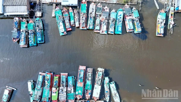 Đông đúc tàu cá neo đậu tại Kinh Hòn thuộc miền biển xã Đá Bạc, tỉnh Cà Mau. 