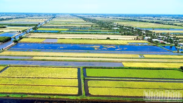 Lúa sinh thái gieo trồng trên đồng đất lúa-tôm Cà Mau.