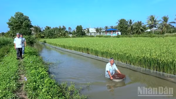 Mô hình canh tác lúa-tôm kết hợp tại Cà Mau không sử dụng hóa chất, thuốc bảo vệ thực vật, cho ra hạt thân thiện môi trường.