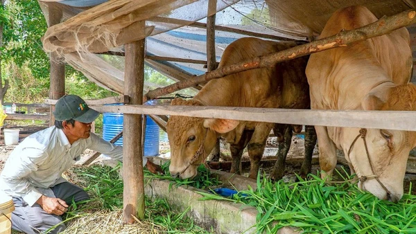Hộ nghèo xã Tân Lộc (tỉnh Cà Mau) được tiếp cận vốn chính sách thực hiện mô hình chăn nuôi bò tại nhà.