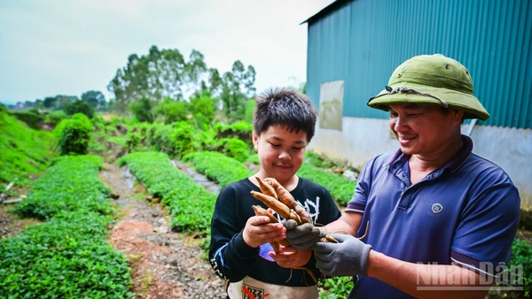 Vào những năm 70 của thế kỷ trước, sâm Nam núi Dành gần như cạn kiệt. Những giai thoại của đặc sản này chỉ còn được biết đến trong các câu chuyện truyền miệng, hoặc từ những thư tịch cổ còn sót lại, thậm chí đã dần mờ nhạt trong tiềm thức của người địa phương.
