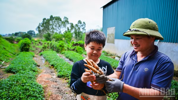 Vào những năm 70 của thế kỷ trước, sâm Nam núi Dành gần như cạn kiệt. Những giai thoại của đặc sản này chỉ còn được biết đến trong các câu chuyện truyền miệng, hoặc từ những thư tịch cổ còn sót lại, thậm chí đã dần mờ nhạt trong tiềm thức của người địa phương.