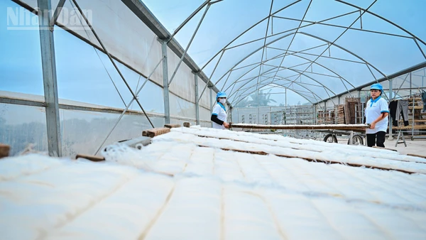 Người thợ làm mì Chũ tại Hợp tác xã Trại Lâm, xã Nam Dương, tỉnh Bắc Ninh phơi sản phẩm trong nhà màng.
