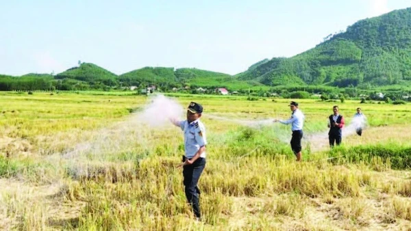 Thu gom lưới bẫy bắt chim yến trái phép. (Ảnh CTV)