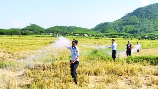 Thu gom lưới bẫy bắt chim yến trái phép. (Ảnh CTV)