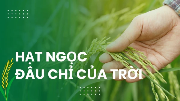 “Hạt ngọc” đâu chỉ của trời