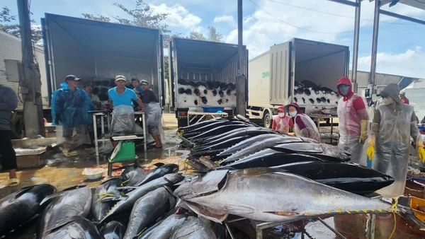 Cá ngừ được thu mua tại cảng Tam Quan (Gia Lai).