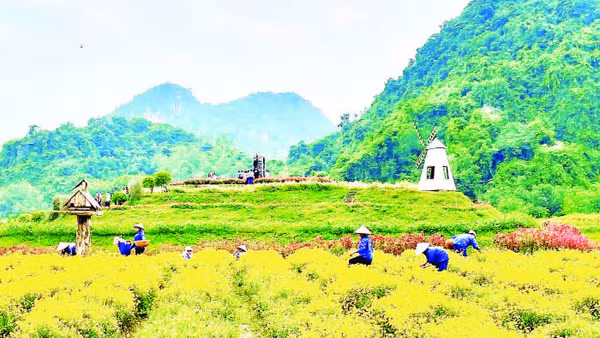 Vườn hoa bốn mùa tại Thung Nham thu hút du khách.