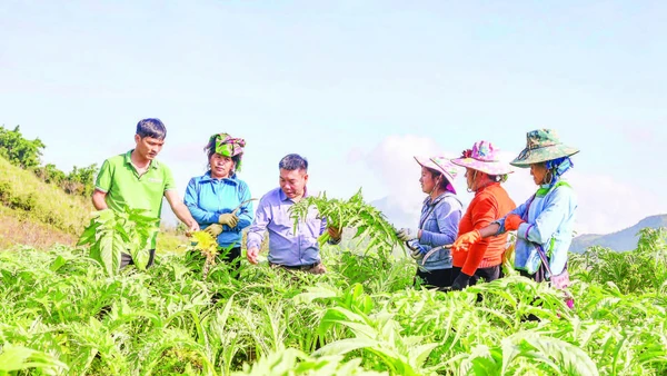 Ông Đỗ Tiến Sỹ (thứ 3 từ trái qua) thường xuyên hướng dẫn người dân kỹ thuật trồng và chăm sóc cây atisô.